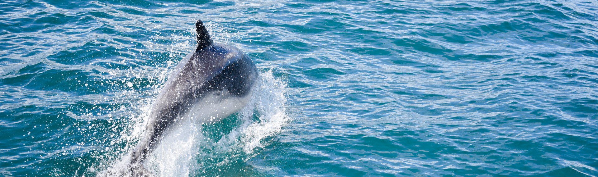 Dolphin spotted during Pelorus Mail Boat Cruise in the Pelorus Sound/Te Hoiere.