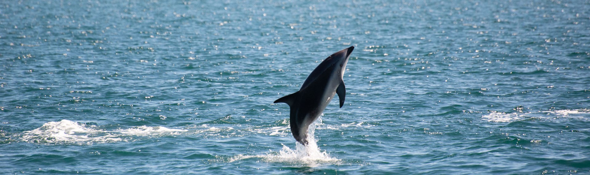 Jumping dolphin spotted from the Pelorus Mail Boat.