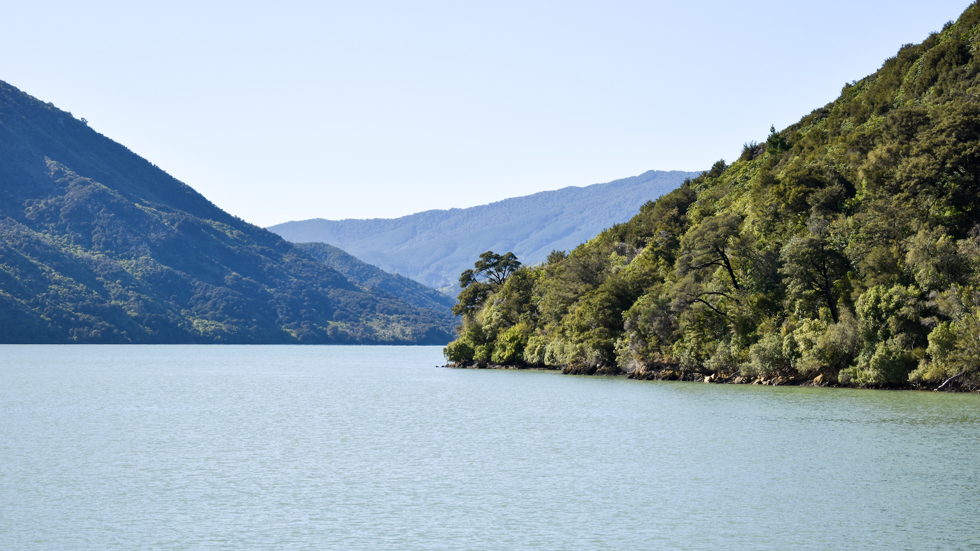 Bush covered hill and bay seen from onboard the Pelorus Mail Boat.