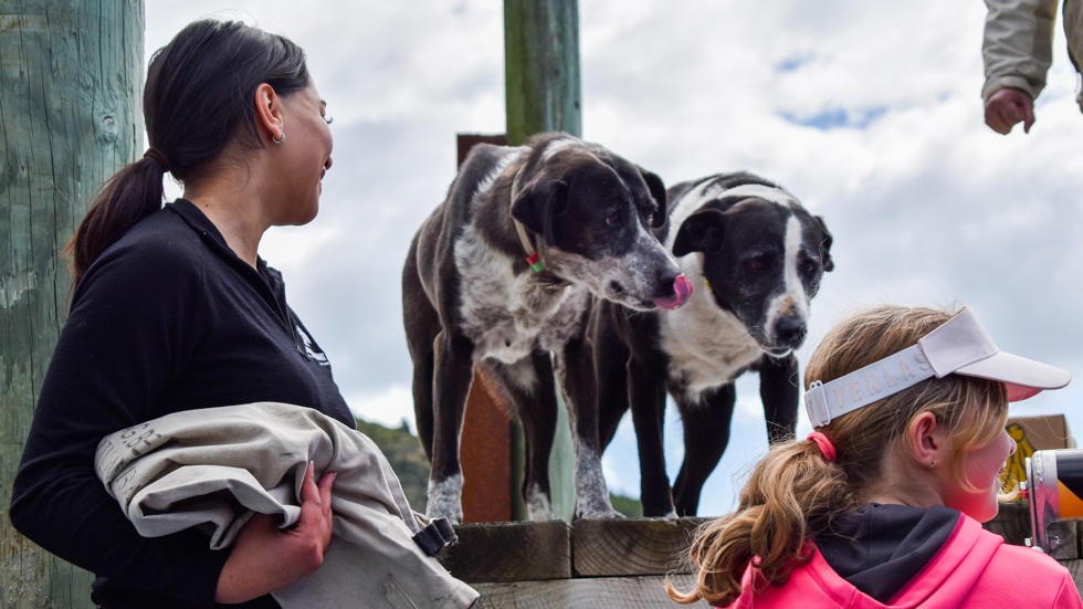 Deckhand Tiria greets her four-legged friends at a jetty on a Pelorus Mail Boat cruise.