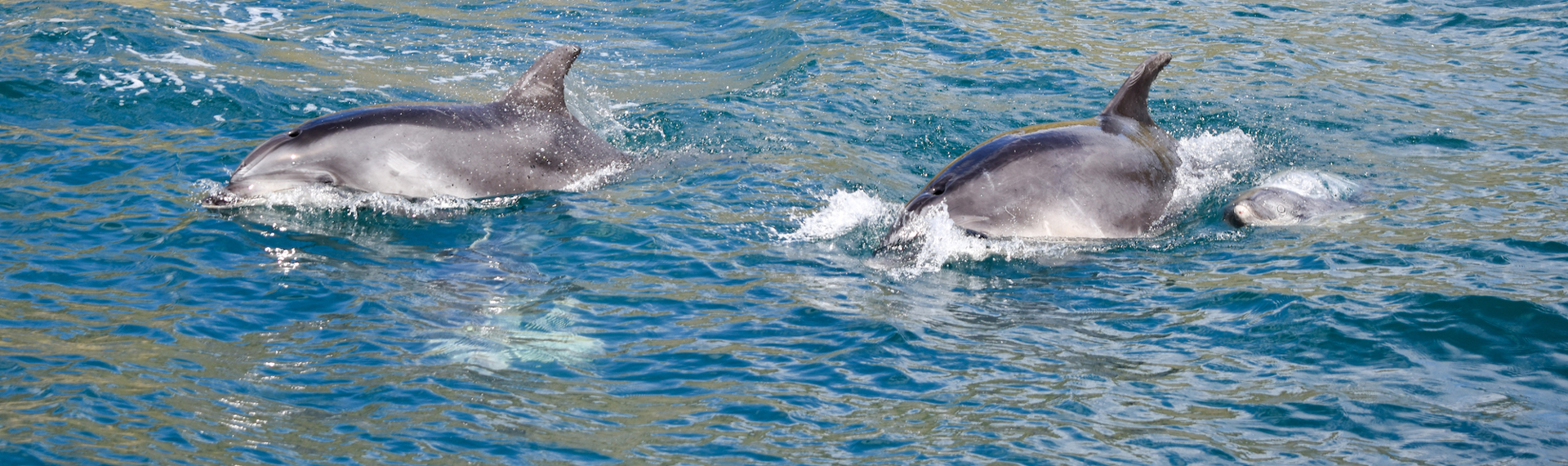 Two dolphins spotted from the Pelorus Mail Boat.