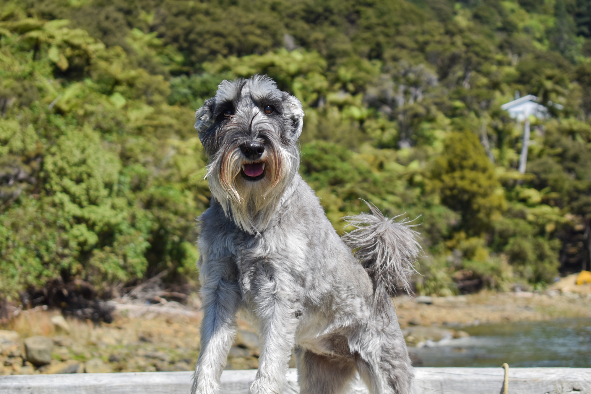 Dog on jetty greeting the Pelorus Mail Boat as it delivers the weekly mail.