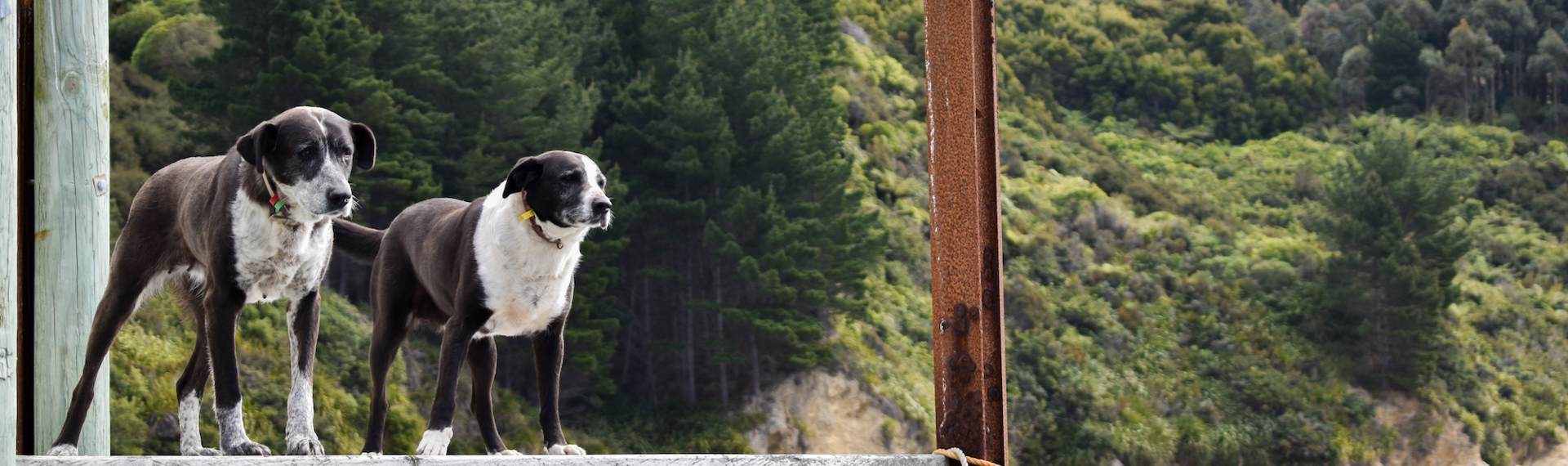 Two dogs on a jetty wait for the Pelorus Mail Boat to arrive.